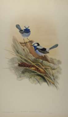 John Gould Birds of Australia